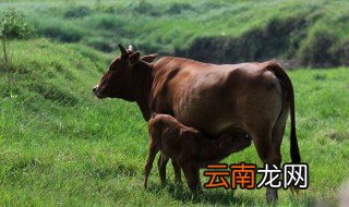 牛下跪的真相 你知道吗