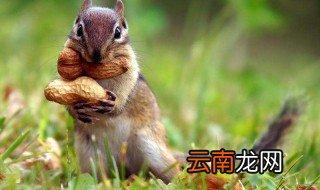属鼠人把什么放第一位 与常人不同