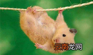 和属鼠相处须忍受什么 你了解了吗