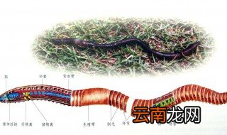 蚯蚓有什么作用? 蚯蚓的用途有哪些?