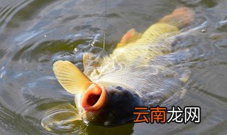 怎么把小麦挂在鱼钩上钓鱼 推荐这三种操作方法