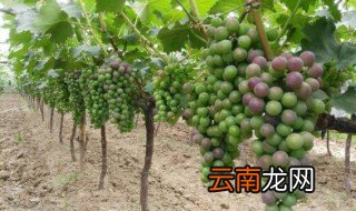 种植葡萄开始于什么朝代 我国最早栽培葡萄是什么时候