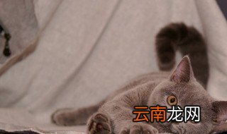 英国短毛猫好养吗 这种猫你会养吗