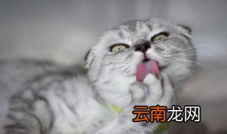 英国短毛猫的有点有哪些 英国短毛猫有哪些特点