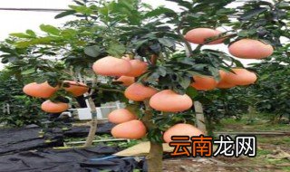 南方私人庭院适合种植什么果树 什么果实适合南方庭院