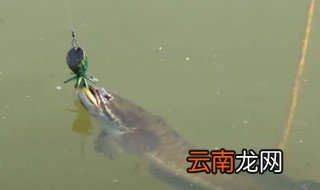 乌鱼怎么钓 钓乌鱼方法