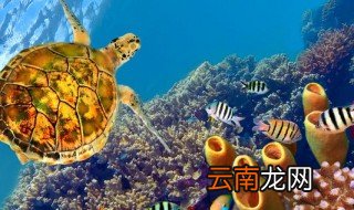 海洋里有什么动物 什么动物生活在海洋里