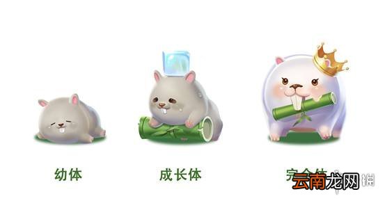 QQ飞车手游宠物小竹鼠怎么获得 宠物羁绊能力介绍
