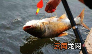 求东莞附近免费钓鱼的地方 东莞哪里有免费钓鱼