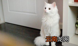 怎么让猫失去平衡 有什么方法