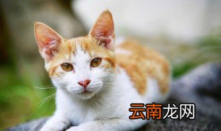 如何做四个月大的猫饭 猫咪吃什么好