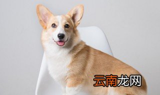 成对的宠物狗狗情侣名字 关于成对的宠物狗狗情侣名字
