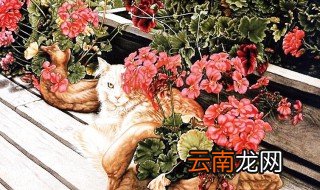 猫咪眼屎怎么解决 猫咪眼屎多怎么办