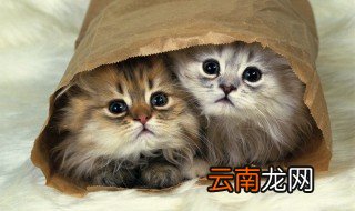 猫咪多大可以吃猫饭 猫咪可以吃猫饭的月份