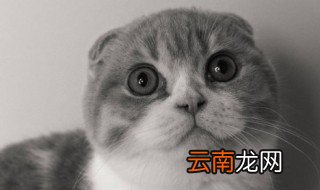 幼猫吃多少猫粮 幼猫吃猫粮的量