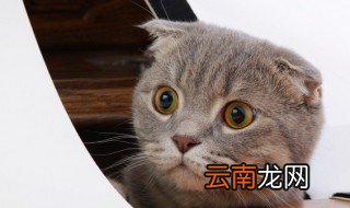 幼猫一个月吃多少斤猫粮 幼猫一个月吃猫粮的量
