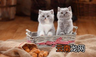 小猫多久断奶吃猫粮 小猫断奶吃猫粮的时间