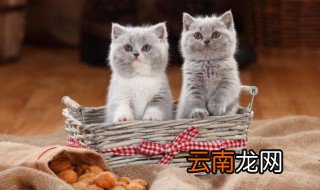 小猫多久能吃猫粮 小猫什么时候能吃猫粮