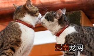 猫一般多大可以吃猫草了 猫一般多大能吃猫草