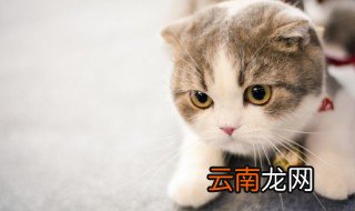 小猫一天吃多少猫粮啊 小猫一般一天要吃多少猫粮