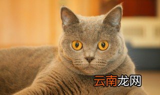 猫咪多大吃猫粮 猫咪什么时候吃猫粮