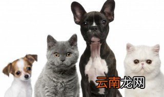 猫咪多大吃成猫粮 猫咪什么时候吃成猫粮