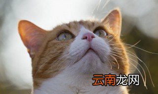 猫多大可以生小猫 猫什么时候可以生小猫
