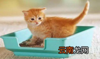 小猫多大可以用猫砂 小猫多久可以用猫砂