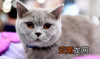 母猫多大可以生小猫 母猫什么时候可以生小猫