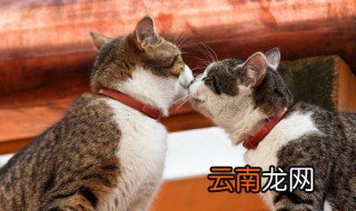 小猫什么时候可以吃幼猫粮 小猫多大可以吃幼猫粮
