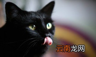 猫咪什么时候吃幼猫粮和成猫粮 多大吃幼猫粮和成猫粮