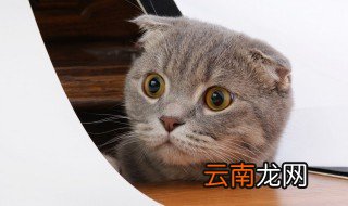 8磅猫粮可以吃多久 8磅猫粮能吃多久