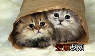 幼猫可以吃鸡蛋黄吗 幼猫能吃鸡蛋黄吗