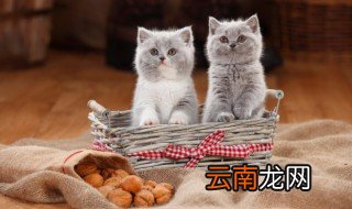 家猫可以吃猫粮吗 家猫能不能吃猫粮