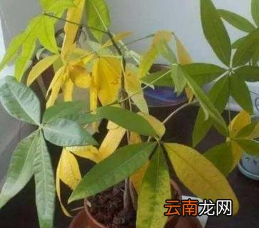 发财竹叶子变黄了什么原因