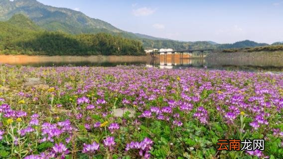 紫英仙株是什么花