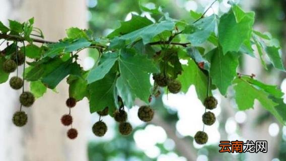 二球悬铃木是梧桐树吗