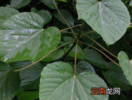 梧桐树的叶子是什么颜色的