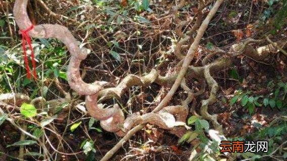 过江龙是鸡血藤吗