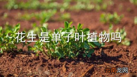 花生是单子叶植物吗
