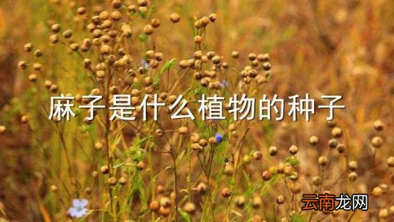 麻子是什么植物的种子
