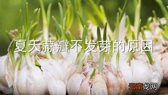 夏天蒜瓣不发芽的原因