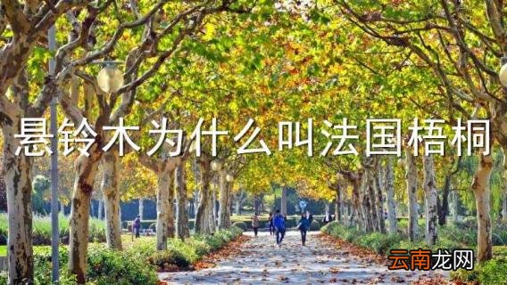 悬铃木为什么叫法国梧桐
