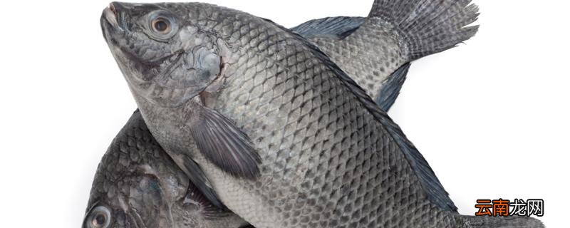 青鱼一年能长多少斤 野生青鱼一年能长多少斤