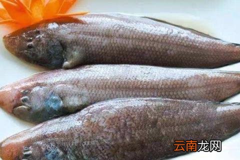 龙利鱼产地是什么地方？市场价格多少