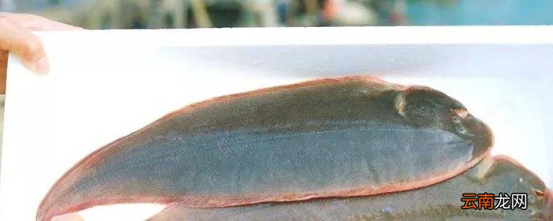 龙利鱼产地是什么地方？市场价格多少
