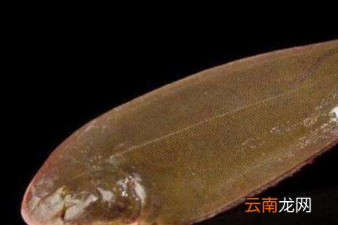 龙利鱼产地是什么地方？市场价格多少