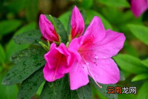 花中西施指的是什么花