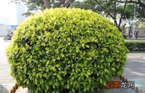 灌木和乔木区别