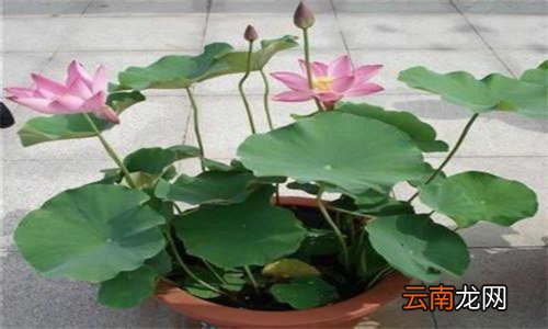 碗莲种子泡水几天能发芽